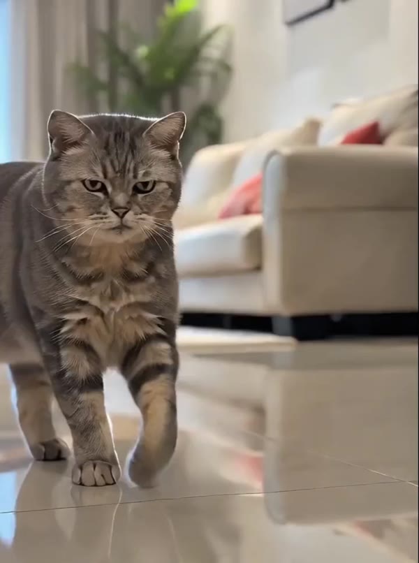 猫罐头的故事